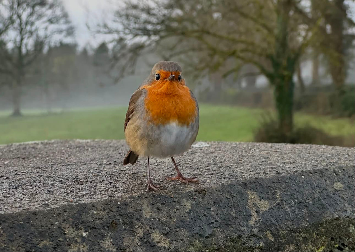Robin perched on a misty stone ledge — a photo I took just after Joe passed, before I knew.